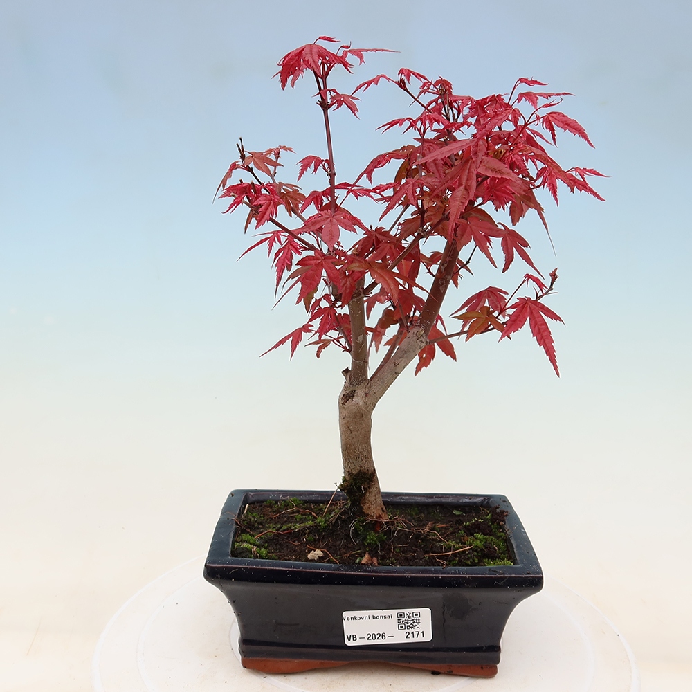 Outdoor bonsai - Acer palmatum DESHOJO