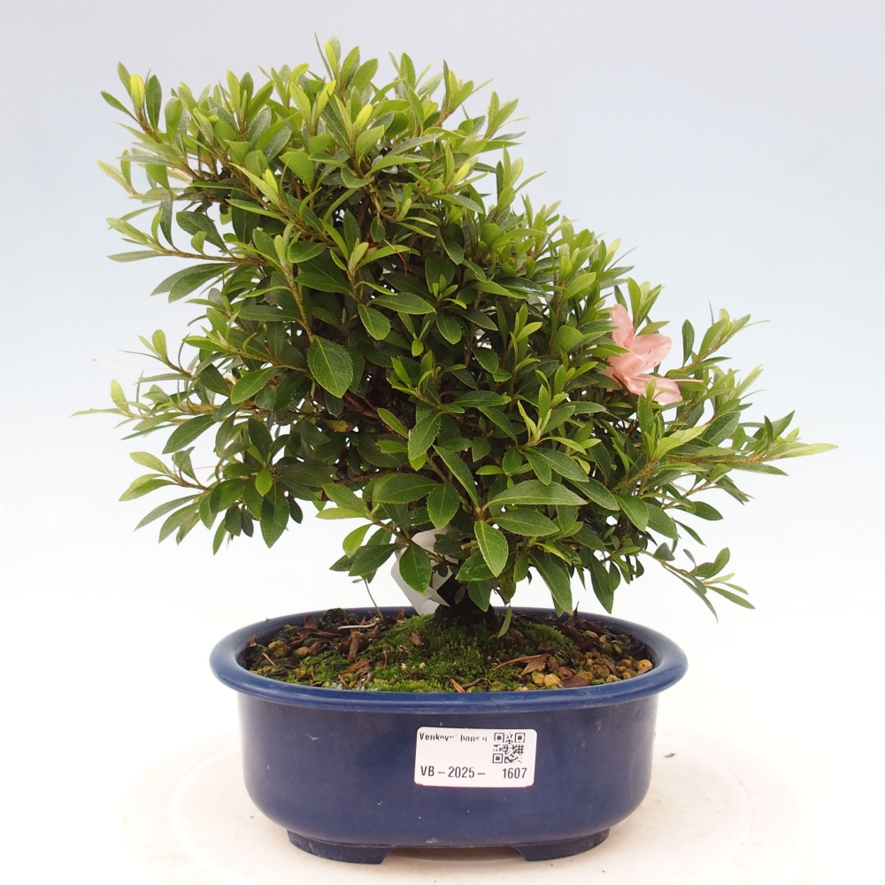 Bonsai ogrodowe - azalia japońska - Azalea Nikko