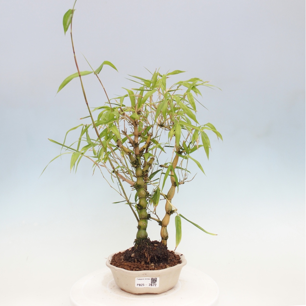 Bonsai wewnętrzne - Bambusowy Budda - Brzuch Bambusowego Buddy
