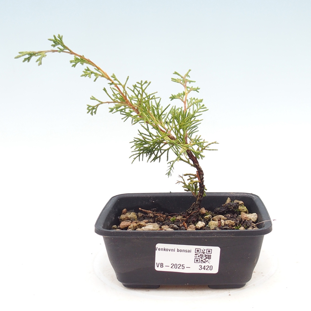 Outdoor bonsai - Juniperus chinensis Itoigawa
