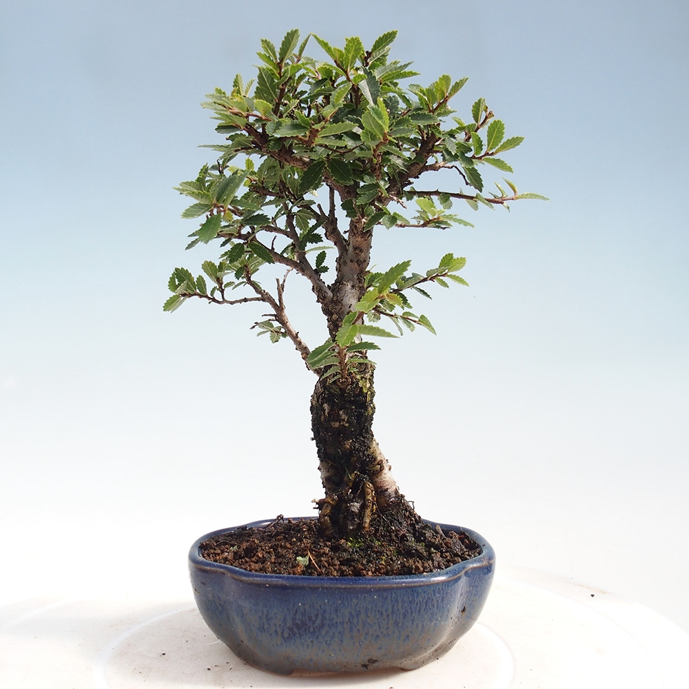 Outdoor bonsai - Zelkova - Zelkova NIRE