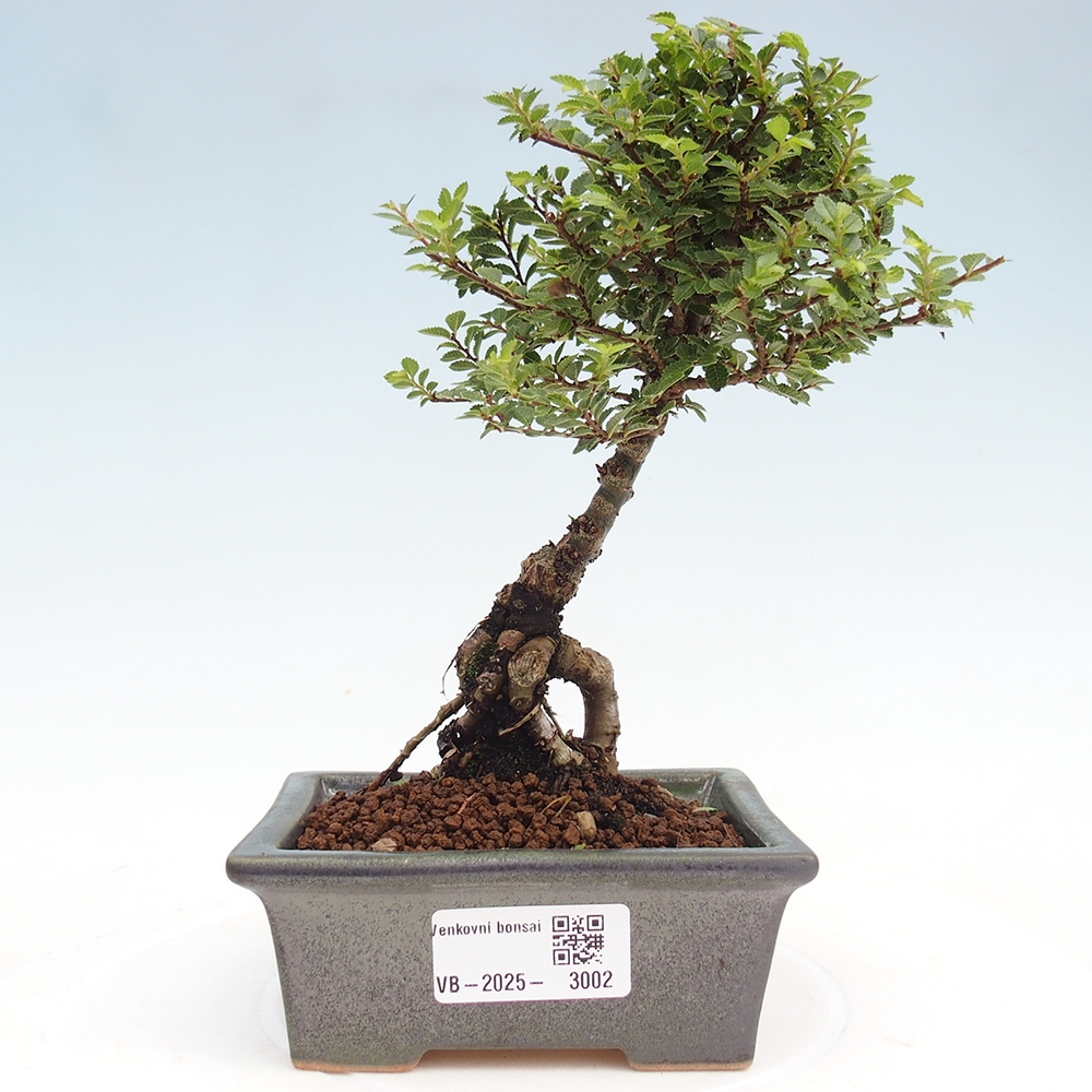 Bonsai zewnętrzne - Ulmus parvifolia Sagei - Wiąz drobnolistny