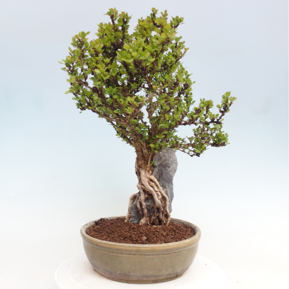 Bonsai zewnętrzne - Berberis coreana