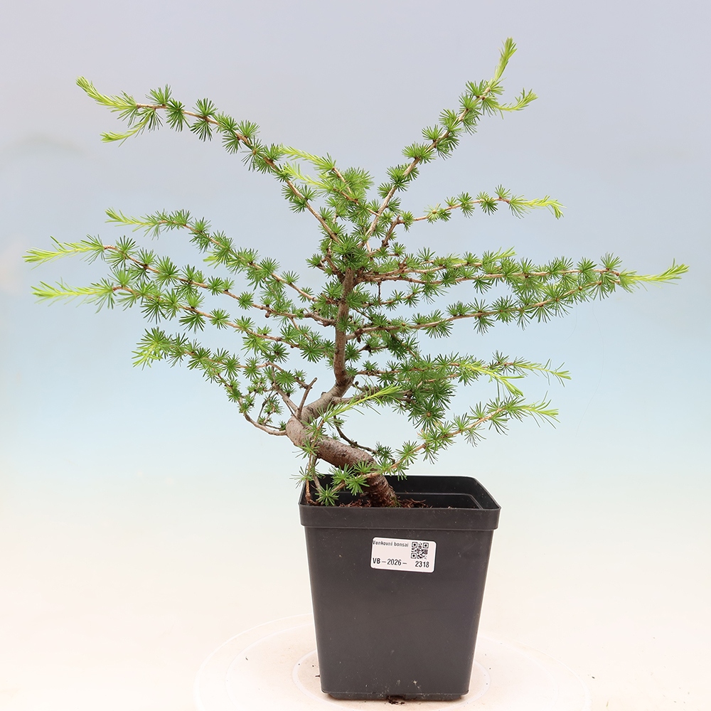 Bonsai zewnętrzne - Larix decidua - Modrzew