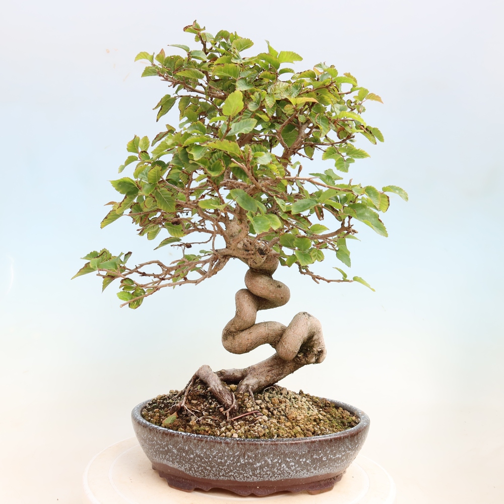 Outdoor bonsai - Carpinus CARPINOIDES - grab koreański