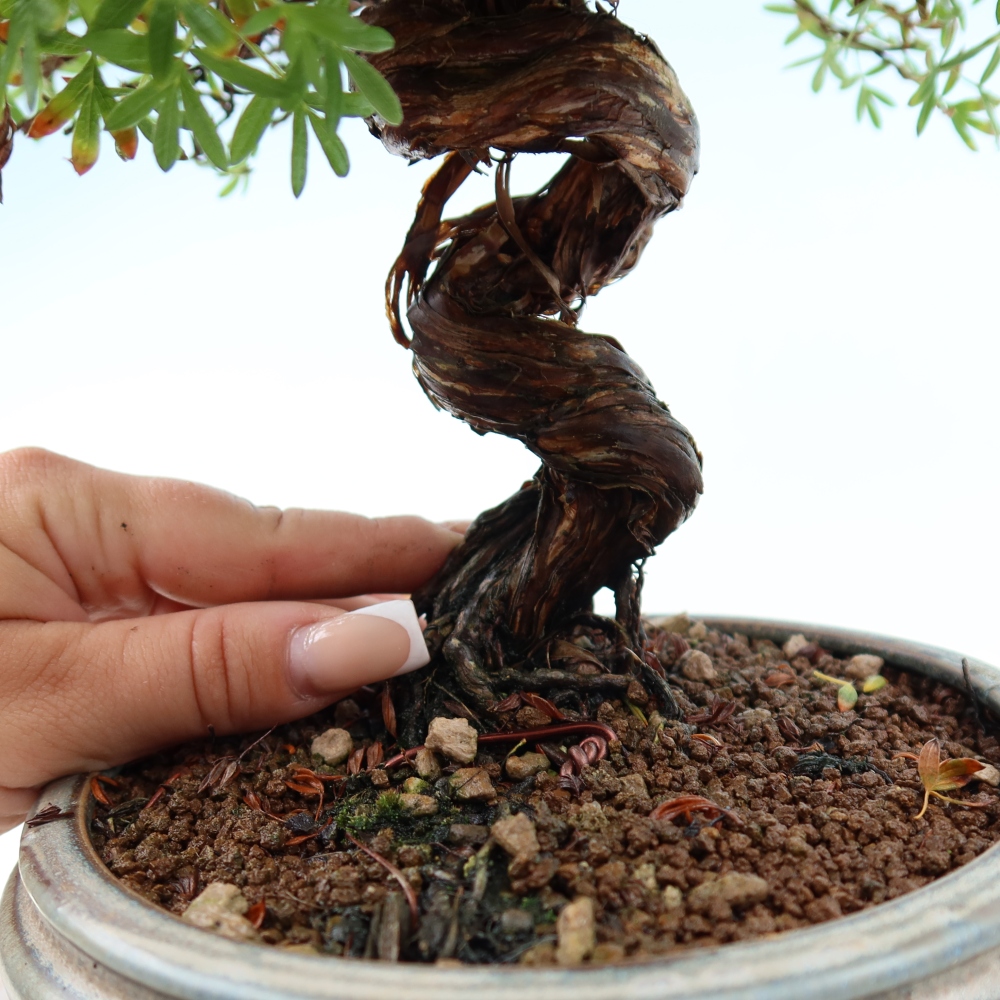 Bonsai zewnętrzne - Potentila fruticosa