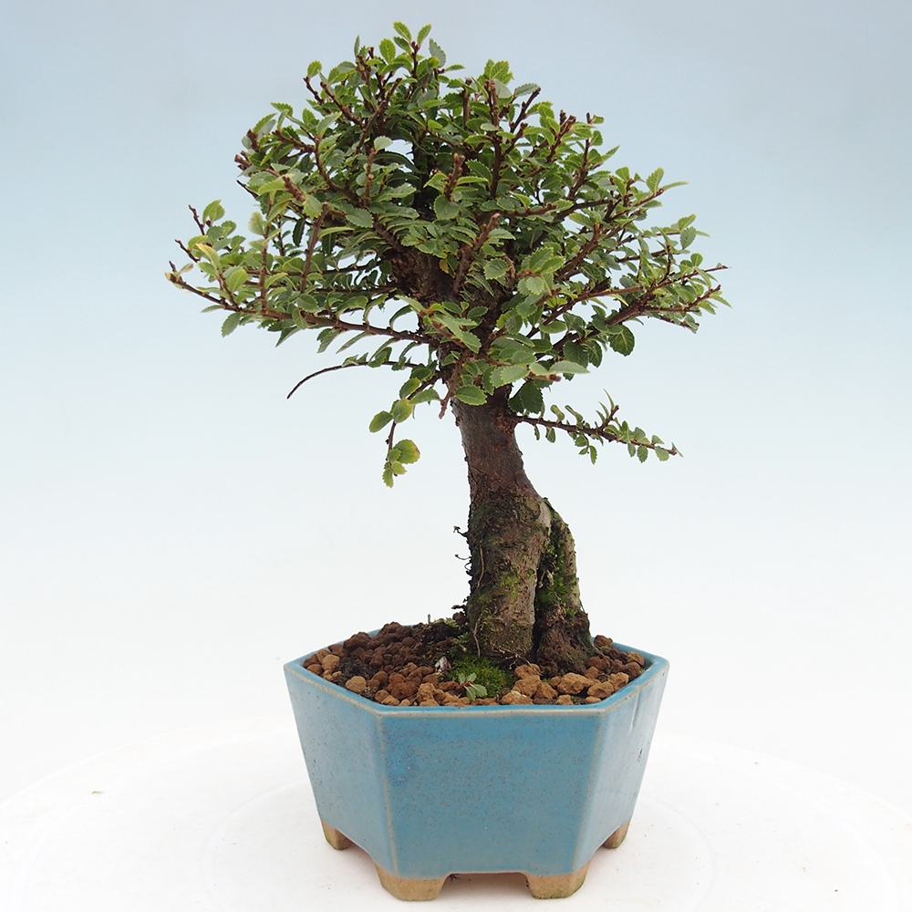 Bonsai zewnętrzne - Ulmus parvifolia Hokkaido - wiąz chiński