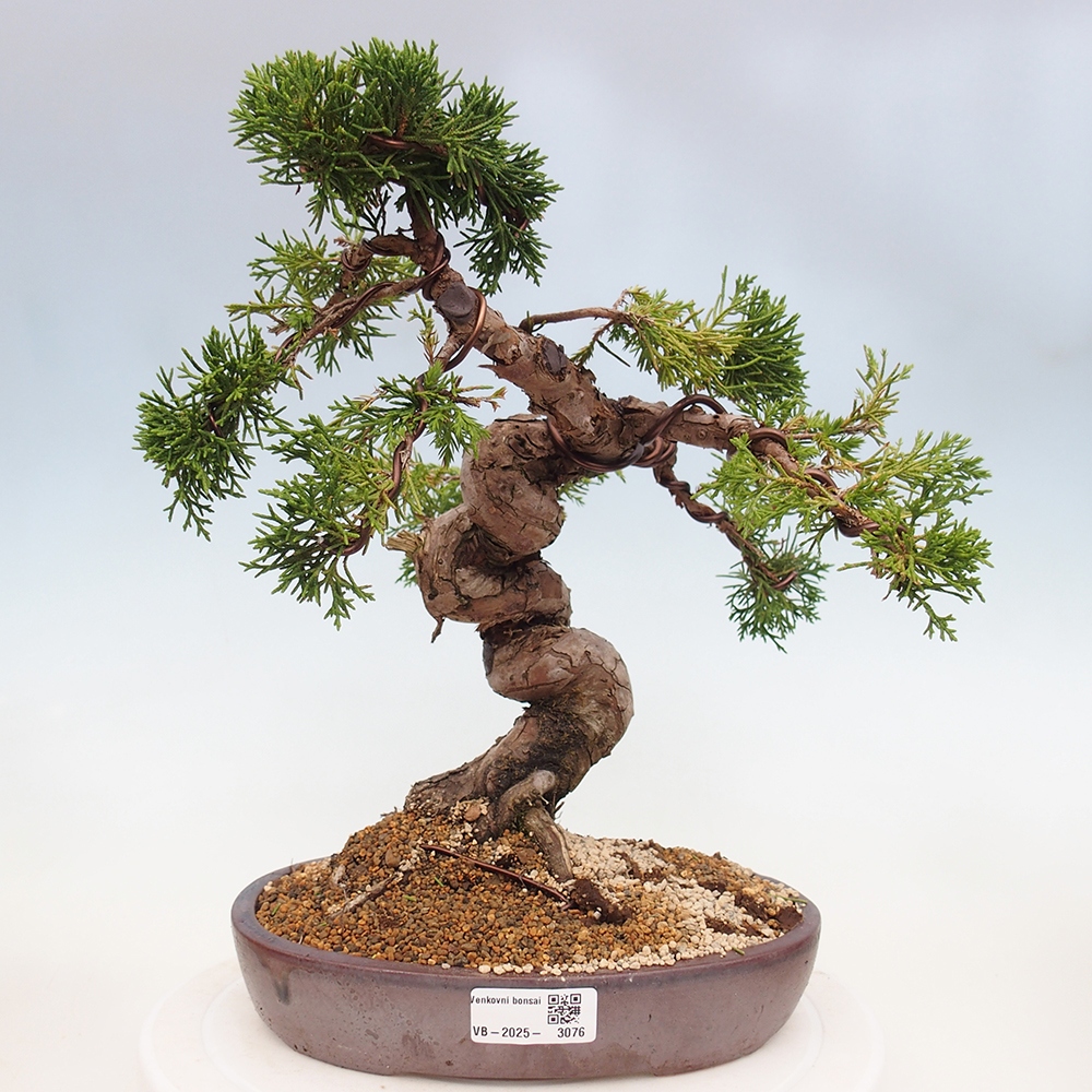 Outdoor bonsai - Juniperus chinensis Itoigawa - Jałowiec chiński