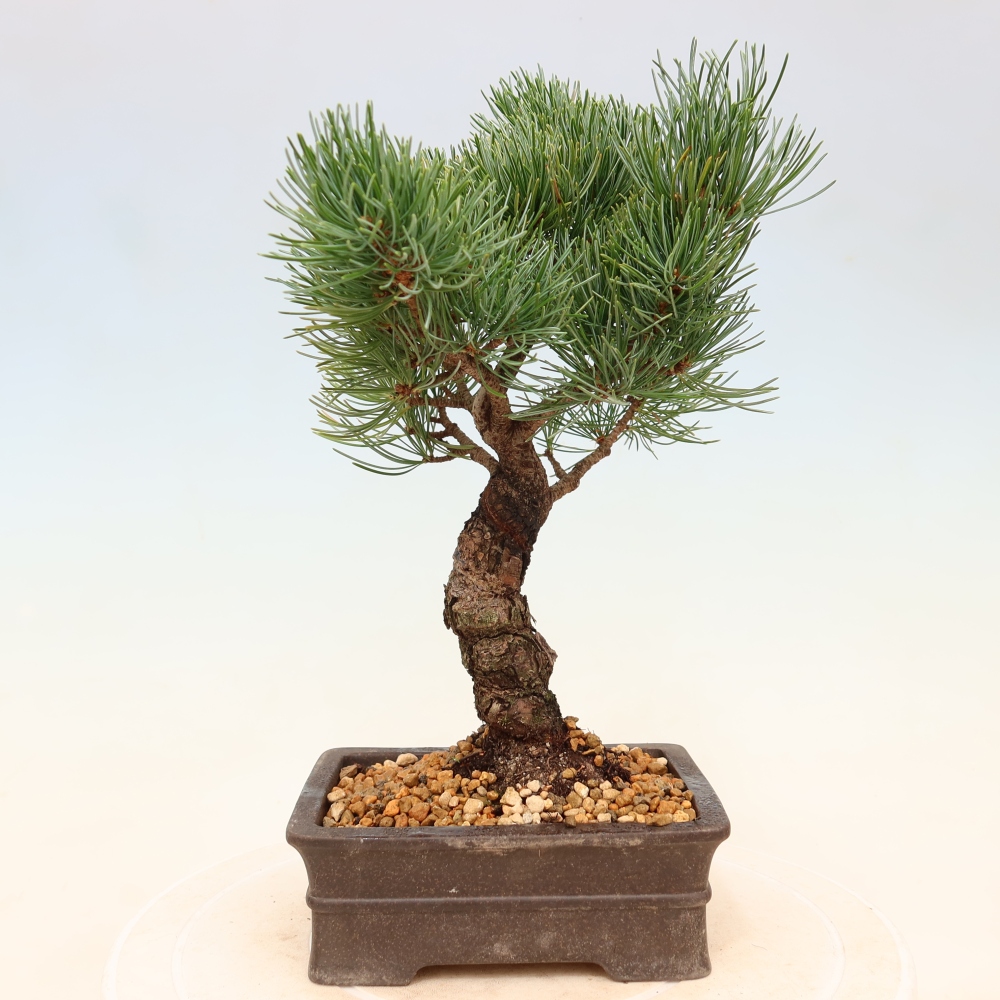 Outdoor bonsai - Pinus parviflora - Pinus parviflora