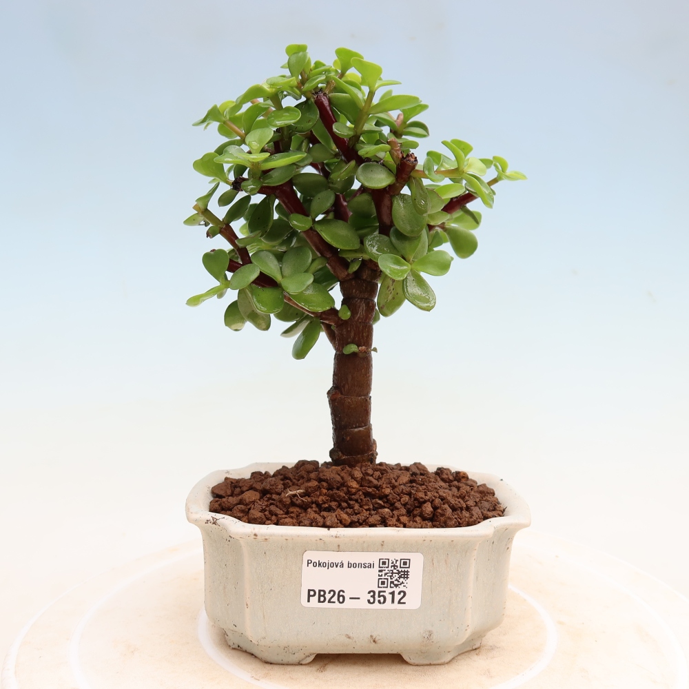 Pokój bonsai - Portulakaria Afra - Tlustice