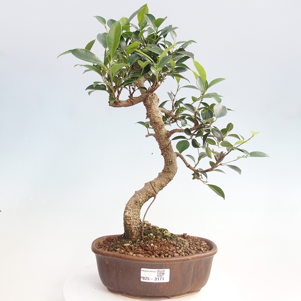 Kryty bonsai - Ficus retusa - figowiec drobnolistny