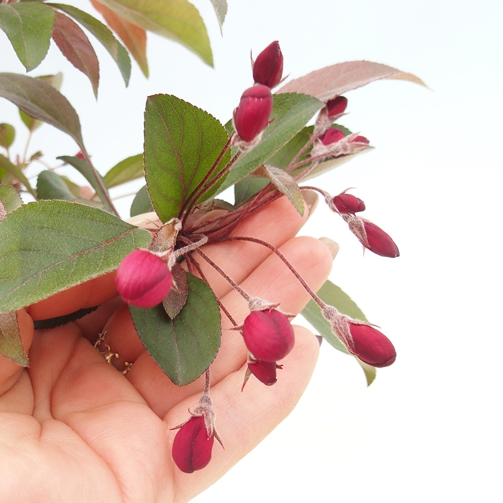 Bonsai zewnętrzne - Malus domowy - Jabłoń czerwonolistna o drobnych owocach