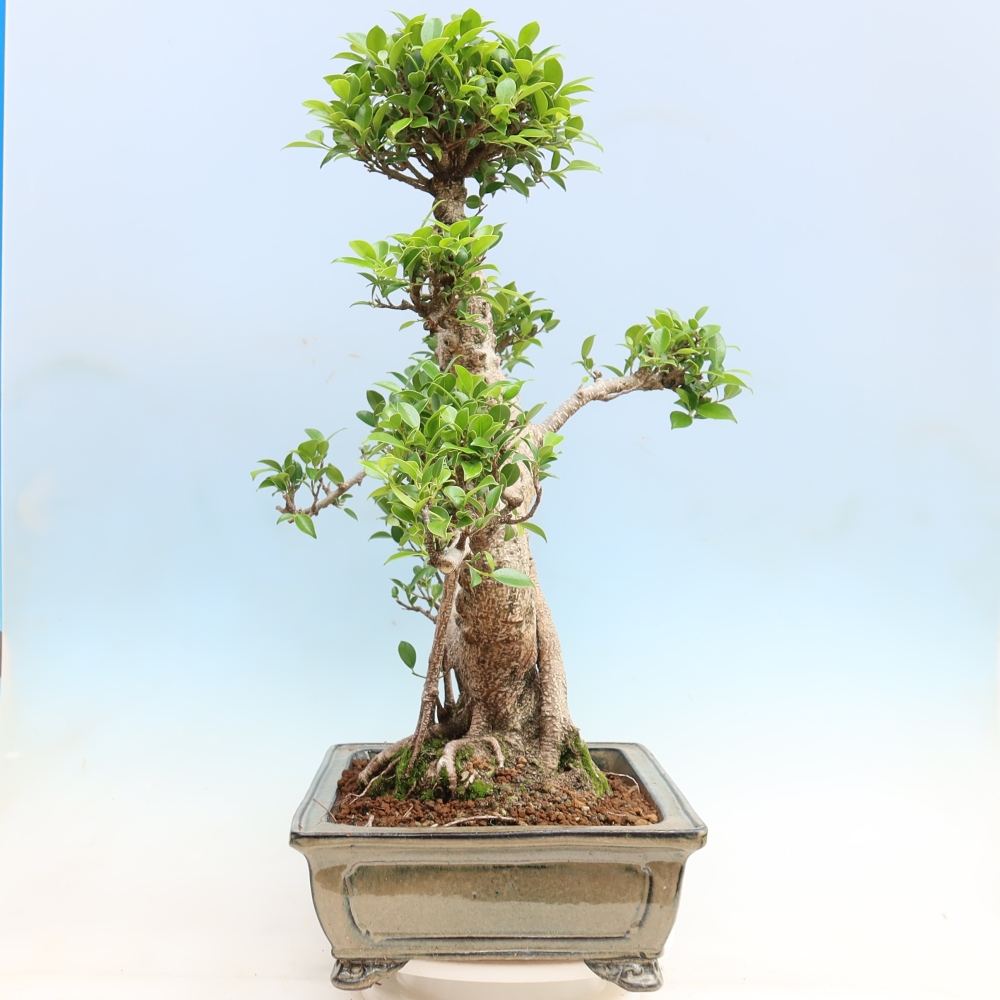 Pokój bonsai - Ficus kimmen - figowiec drobnolistny