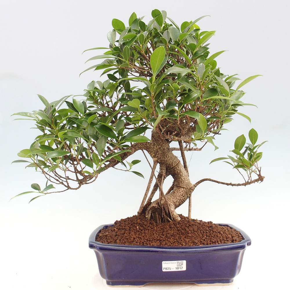 Kryty bonsai - Ficus kimmen - figowiec drobnolistny