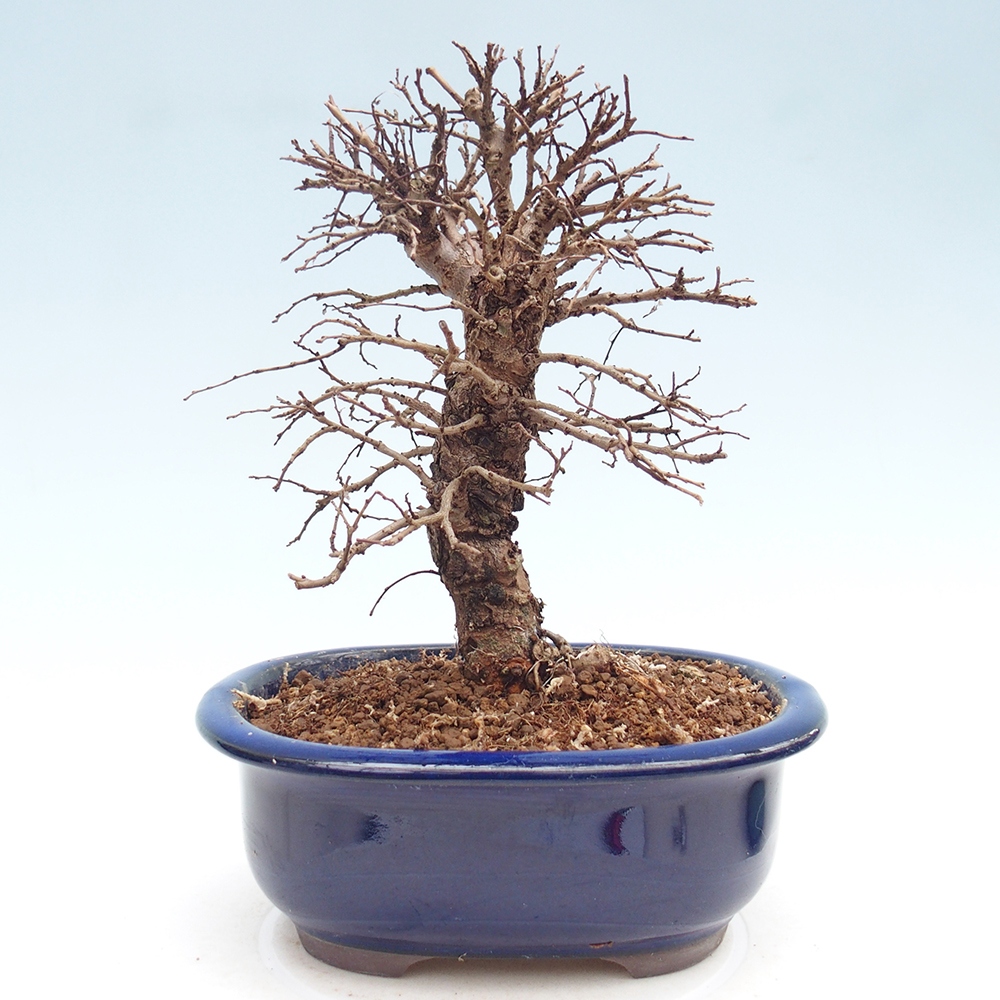Bonsai zewnętrzne - Zelkova - Zelkova NIRE