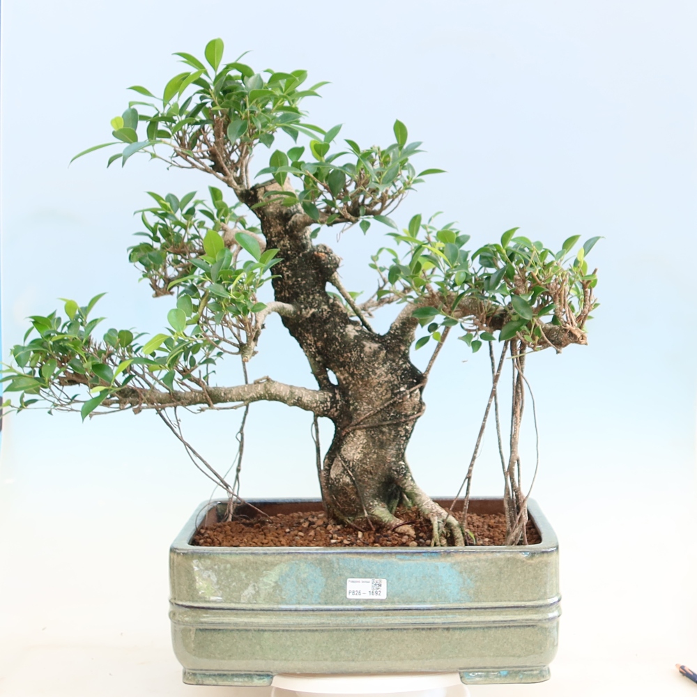 Pokój bonsai - Ficus kimmen - figowiec drobnolistny