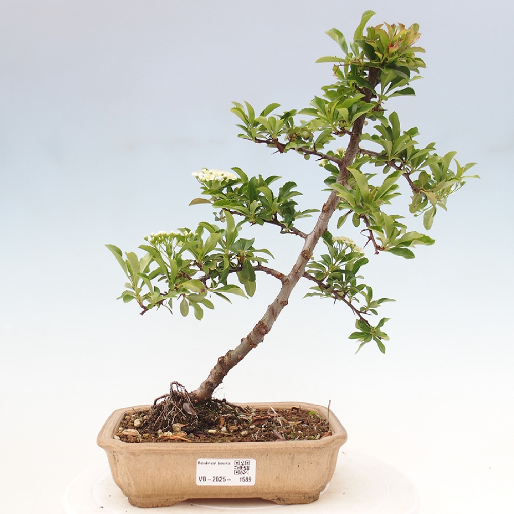 Outdoor Bonsai-Pyracanta Teton-Piekarnia