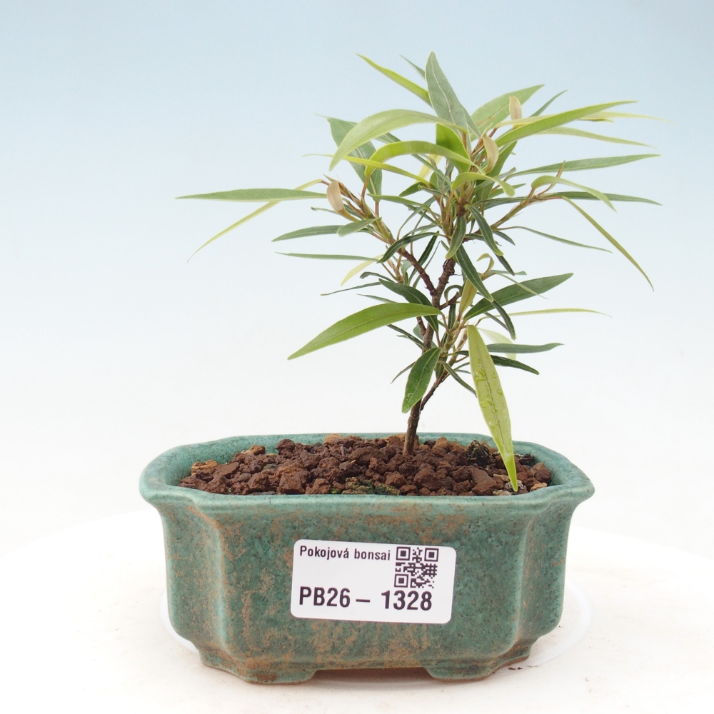Pokój bonsai - Ficus nerifolia - figowiec drobnolistny
