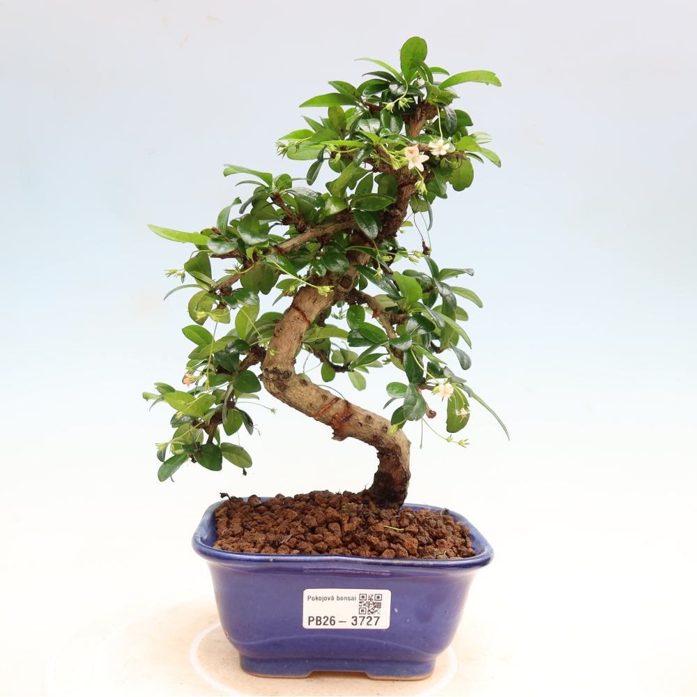 Bonsai pokojowe - Carmona macrophylla - Tea fuki