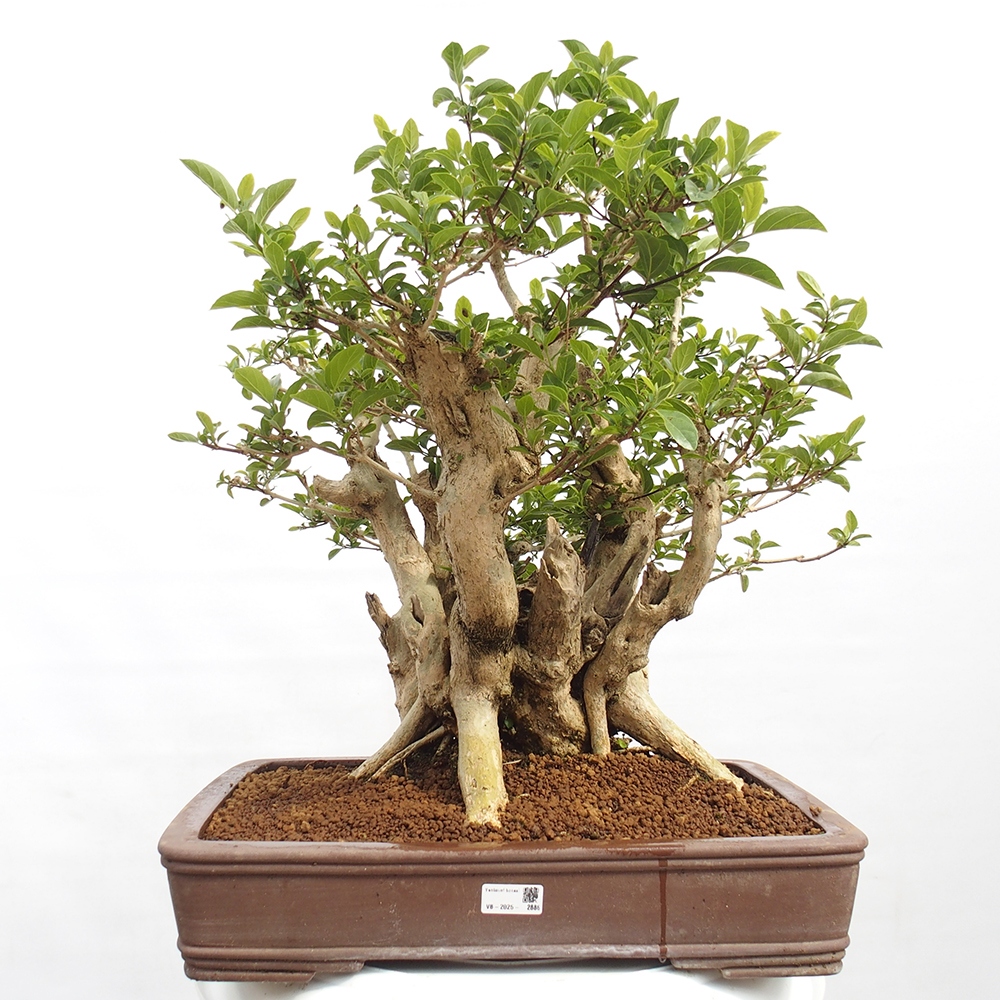 Bonsai wewnętrzne - Premna serratifolia - Kozlovon drobnolistny