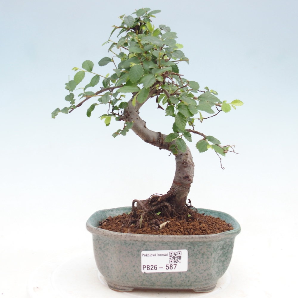 Pokój bonsai - Ulmus parvifolia - Wiąz drobnolistny