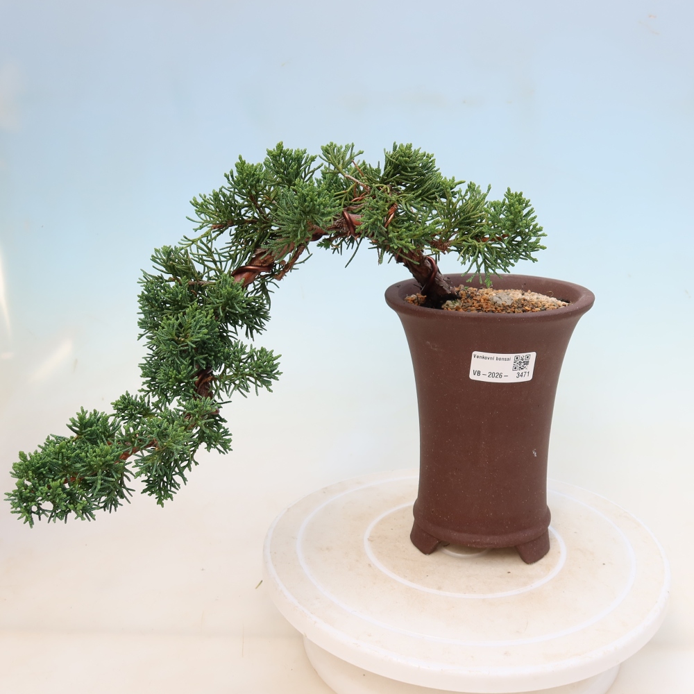 Outdoor bonsai - Juniperus chinensis Kishu