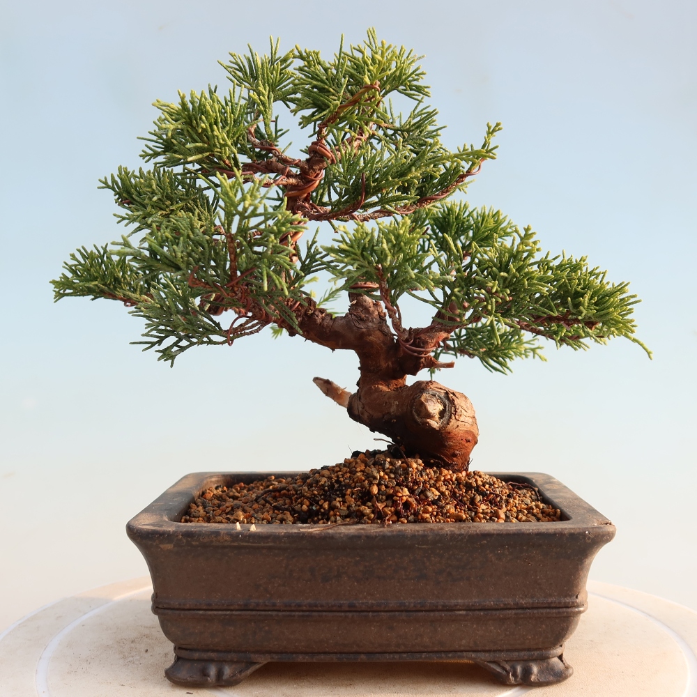 Outdoor bonsai - Juniperus chinensis Itoigawa - Jałowiec chiński
