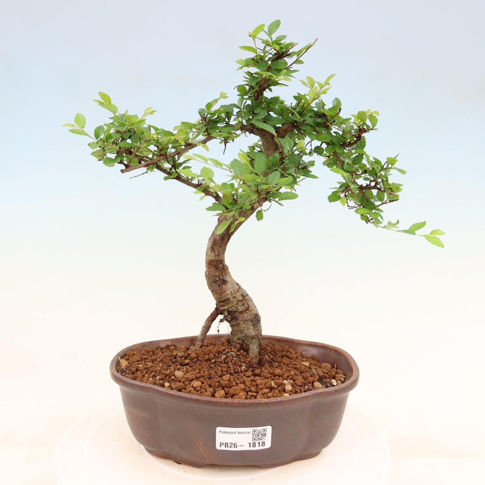 Pokój bonsai - Ulmus parvifolia - Wiąz drobnolistny