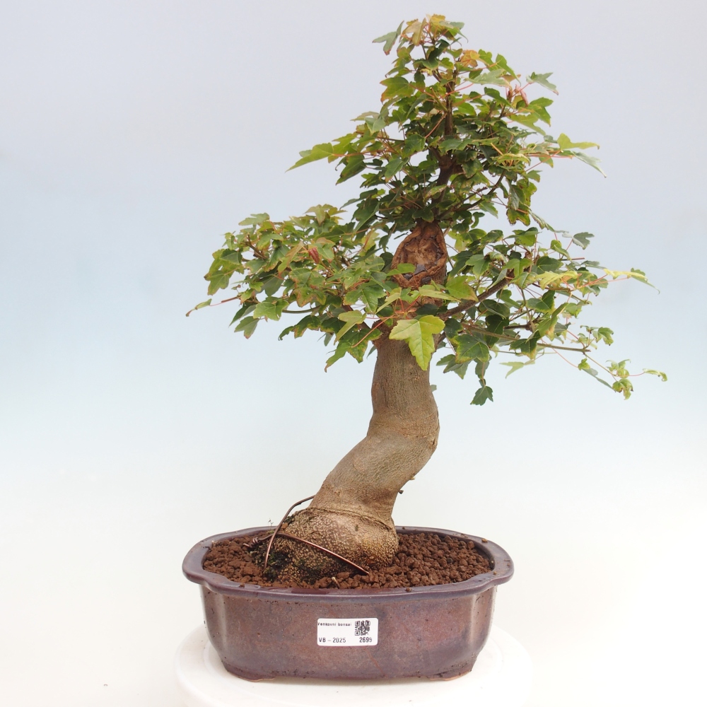 Outdoor bonsai - Maple Buergerianum - Burger Maple
