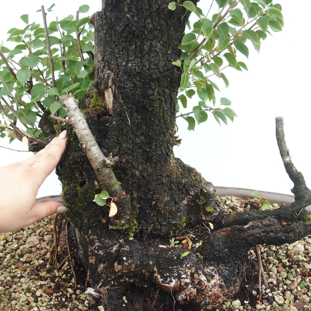 Bonsai na zewnątrz - Mahalebka - Prunus mahaleb