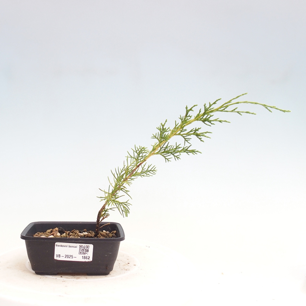 Outdoor bonsai - Juniperus chinensis Itoigawa - Jałowiec chiński