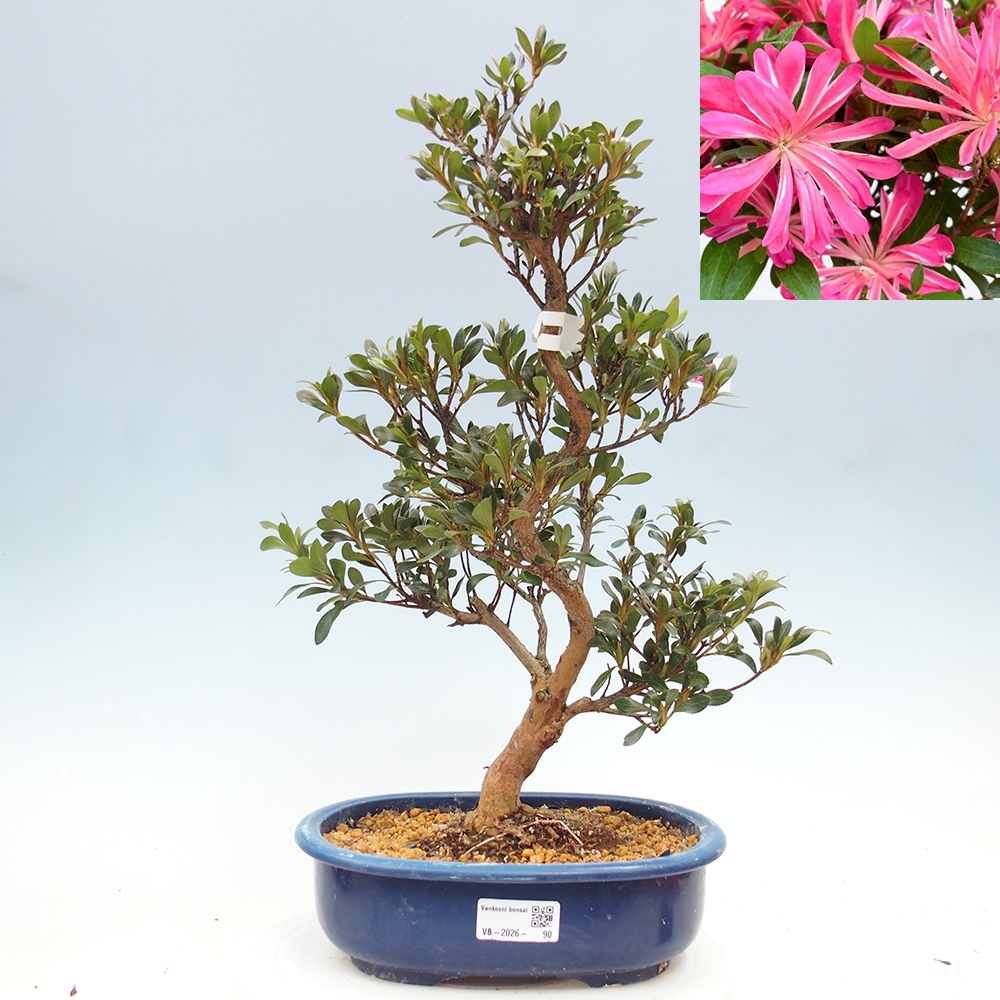 Bonsai zewnętrzne - Azalia japońska - Azalia HANABIN