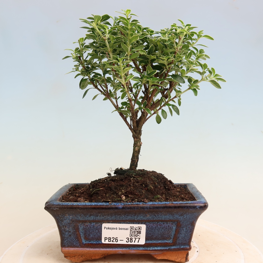 Bonsai pokojowe – Serissa foetida Variegata – Drzewo tysiąca gwiazd