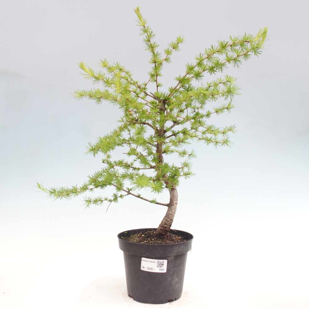 Bonsai zewnętrzne - Larix decidua - Modrzew