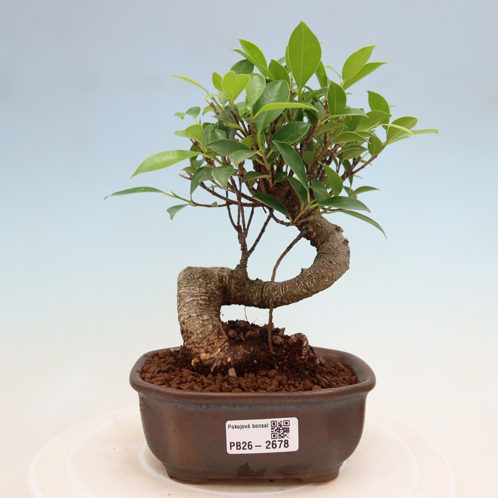 Pokój bonsai - Ficus kimmen - figowiec drobnolistny