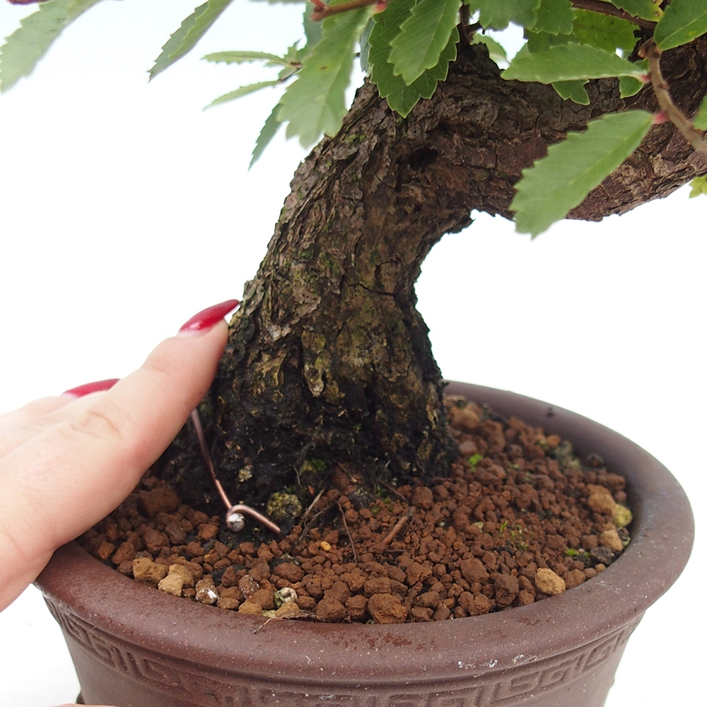 Bonsai na zewnątrz - Zelkova - Zelkova serrata
