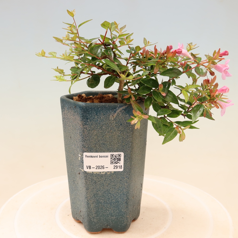 Bonsai ogrodowe – Abelia Edward Goucher – Abelia wielkokwiatowa