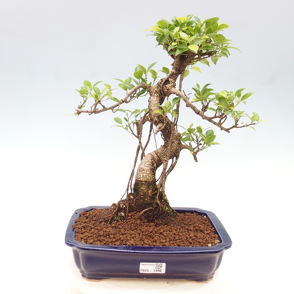 Kryty bonsai - Ficus kimmen - figowiec drobnolistny
