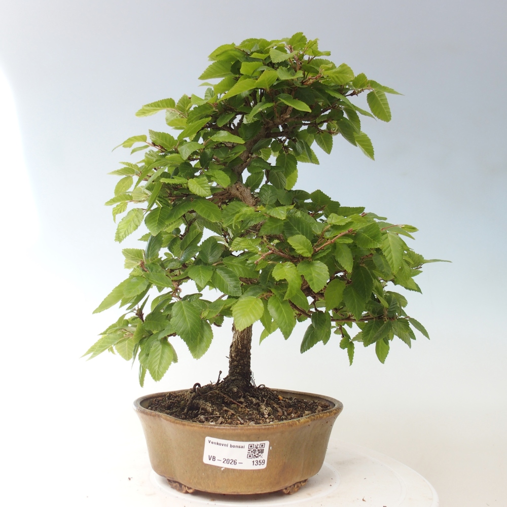 Outdoor bonsai - Carpinus CARPINOIDES - grab koreański