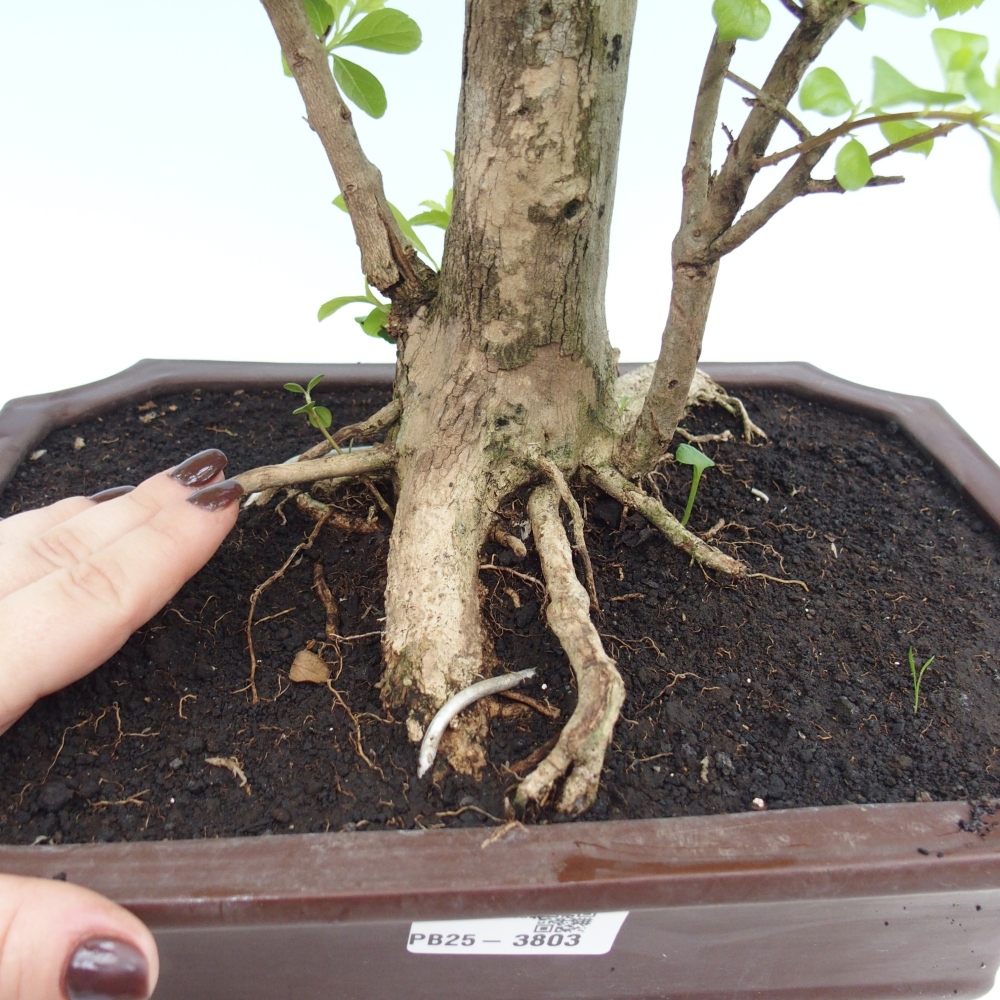 Bonsai pokojowe - Duranta erecta Aurea