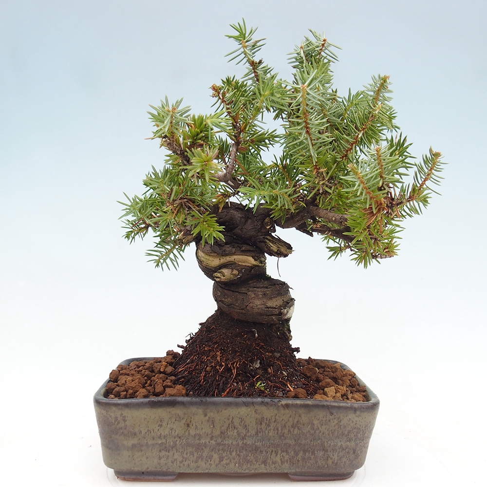 Outdoor bonsai - Juniper rigida - Juniperus rigida
