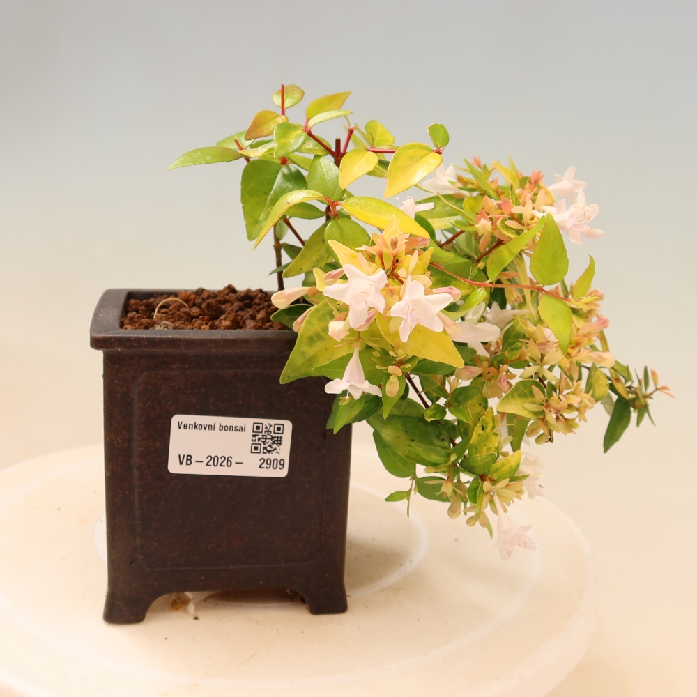 Bonsai ogrodowe – Abelia gr. Kleidoscope – Abelia wielkokwiatowa
