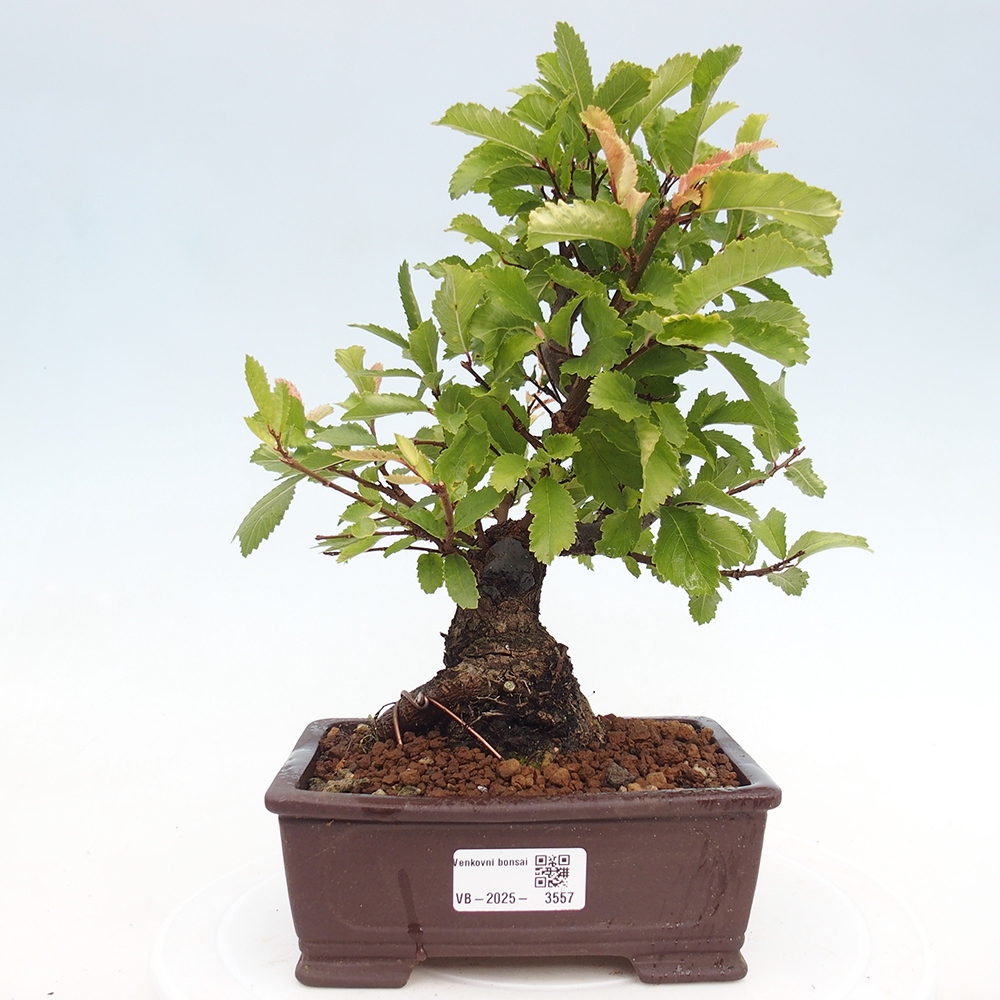 Bonsai zewnętrzne - Zelkova - Zelkova NIRE