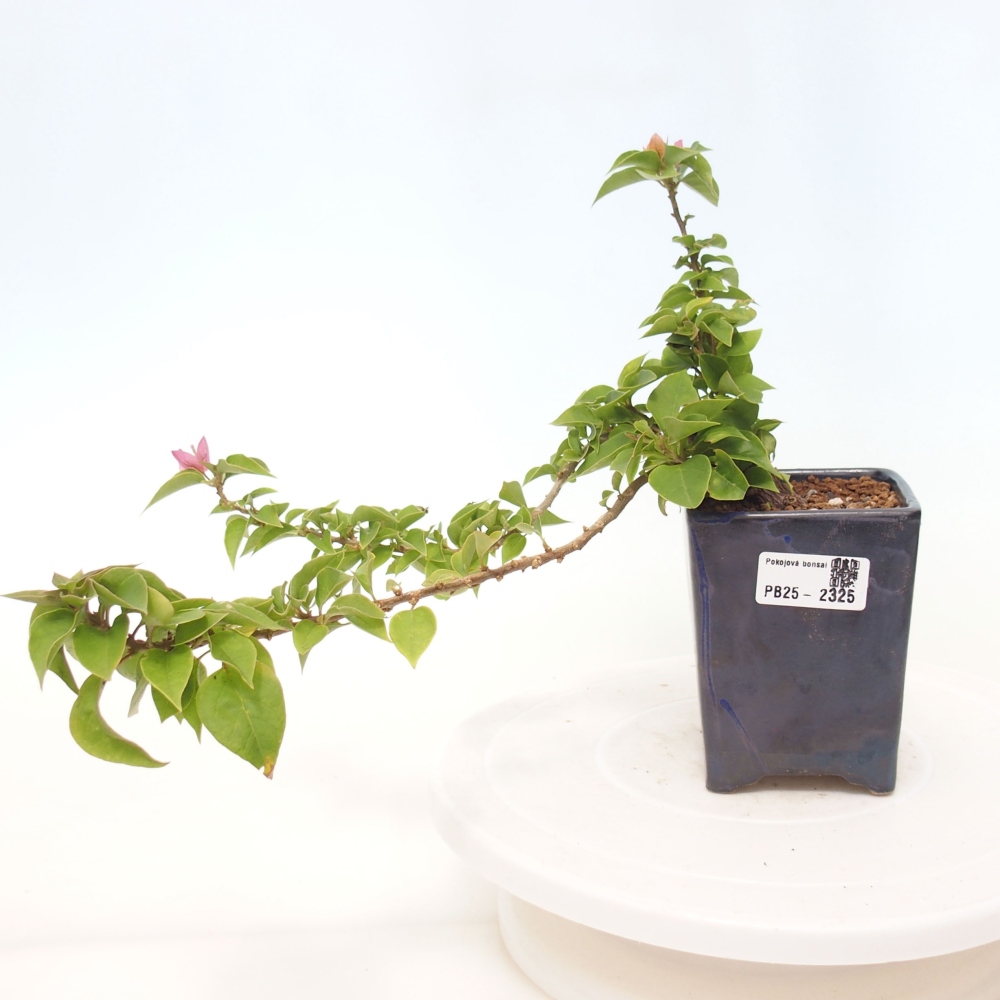 Bonsai do wnętrz - Bouganwilea