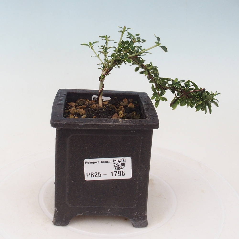 Bonsai do wnętrz - Serissa foetida Variegata - Drzewo tysiąca gwiazd