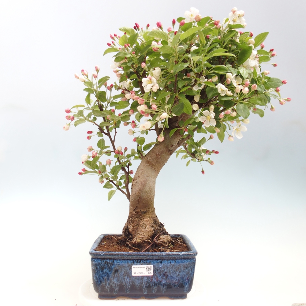 Outdoor bonsai - Malus halliana - Jabłoń drobnoowocowa