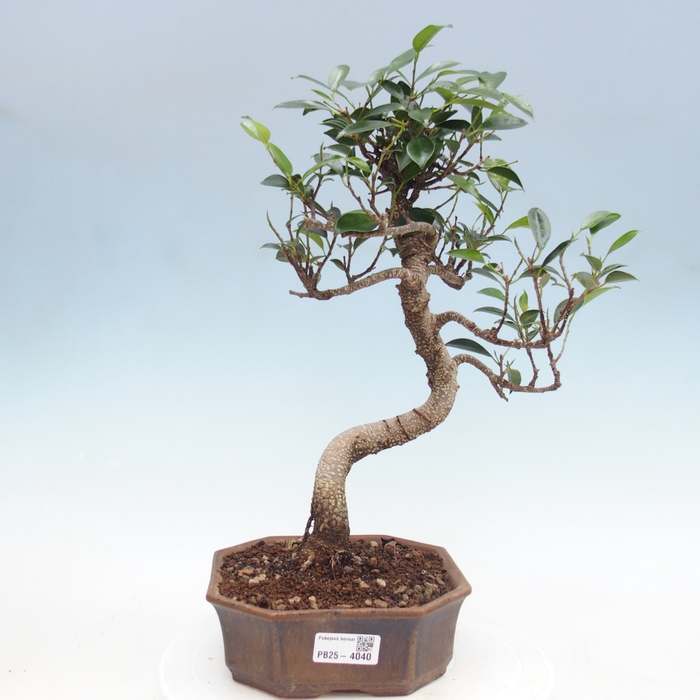 Pokój bonsai - Ficus retusa - figowiec drobnolistny