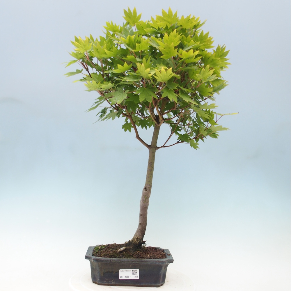 Bonsai zewnętrzne - Maple palmatum katsura GISAN - Maple palmate