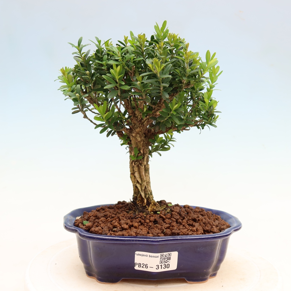 Pokój bonsai - Buxus harlandii - buxus korkowy