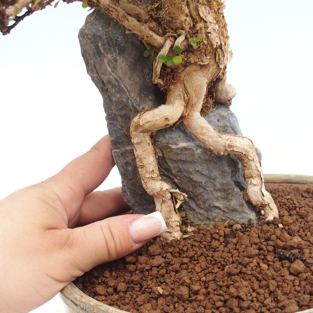 Bonsai zewnętrzne - Berberis coreana